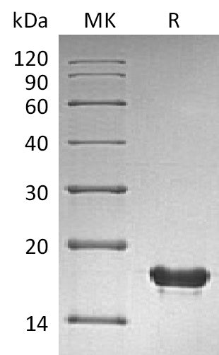 Recombinant Human SUMO2 (N-6His)