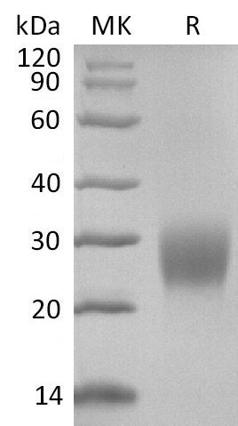 Recombinant Mouse CLEC2D (N-6His)