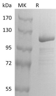 Recombinant Human GSN (C-mFc)