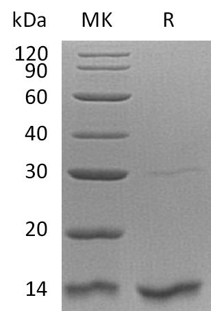 Recombinant Human TXN2
