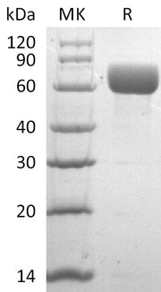 Recombinant Human CD98 (N-6His)