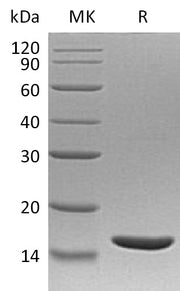 Recombinant Human TNF beta