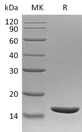 Recombinant Human TNF beta