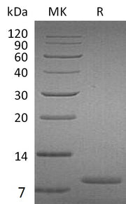 Recombinant Human UGRP1
