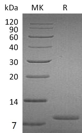 Recombinant Human UGRP1