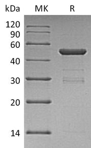 Recombinant Human UBE2H (N-GST)