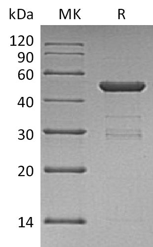 Recombinant Human UBE2H (N-GST)