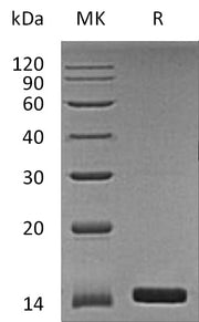 Recombinant Human ANG