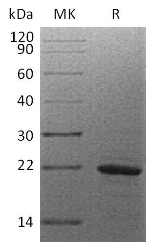 Recombinant Human MAX (C-6His)