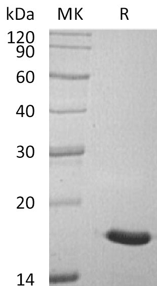 Recombinant Human LMW-PTP (C-6His)