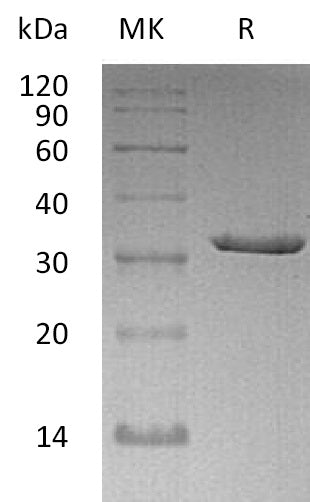 Recombinant Human CLIC5 (N-6His)