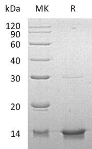 Recombinant Human DYNLL1 (N-6His)