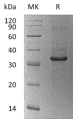 Recombinant Human PPIC (N-Trx-6His)