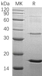Recombinant Human LSM4 (N-6His)