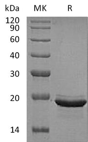 Recombinant Human FGF-12