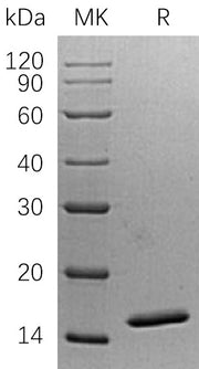 Recombinant Human NHP2L1 (N-6His)