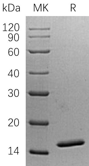 Recombinant Human NHP2L1 (N-6His)