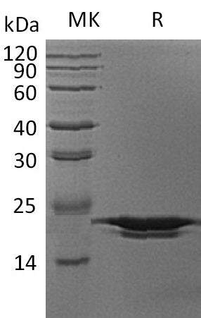 Recombinant Human PPIH (N-6His)