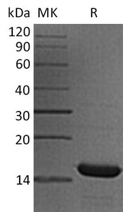 Recombinant Human HRSP12 (N-6His)