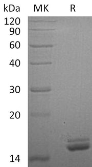 Recombinant Human CutA (C-6His)
