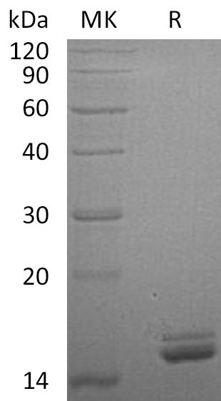 Recombinant Human CutA (C-6His)