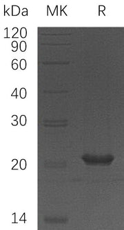 Recombinant Human HSPB11 (N-6His)