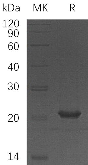Recombinant Human HSPB11 (N-6His)