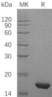 Recombinant Human PMP2 (N-6His)