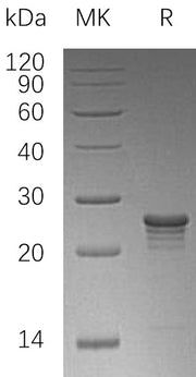 Recombinant Human PMVK (N-6His)
