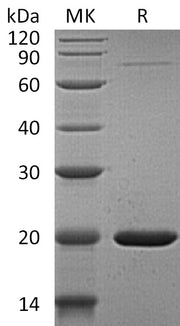 Recombinant Human GABARAPL1 (N-6His)