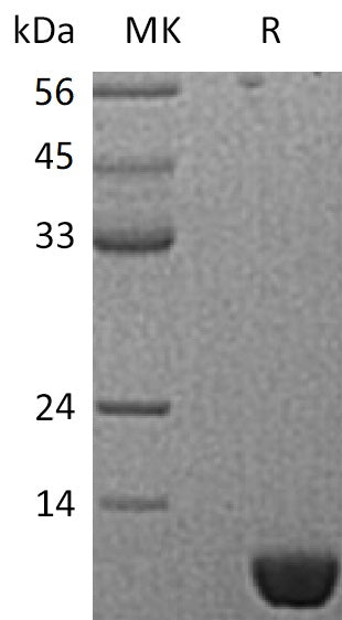 Recombinant Human S100P (N-6His)