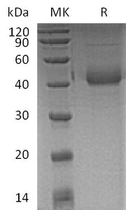 Recombinant Human SP-D (C-6His)