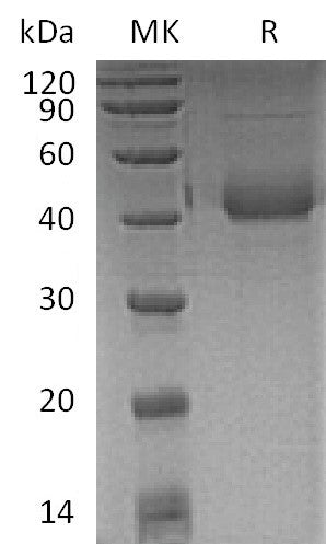 Recombinant Human SP-D (C-6His)