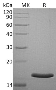 Recombinant Human AG-3 (C-6His)