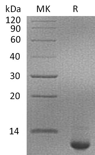 Recombinant Human SPINK4 (C-6His)