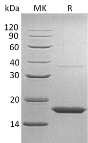 Recombinant Human TTR (C-6His)