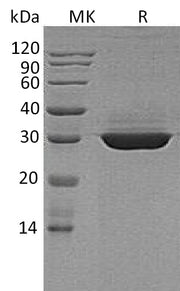Recombinant Human ApoA1 (C-6His)