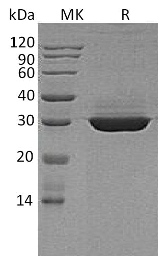 Recombinant Human ApoA1 (C-6His)