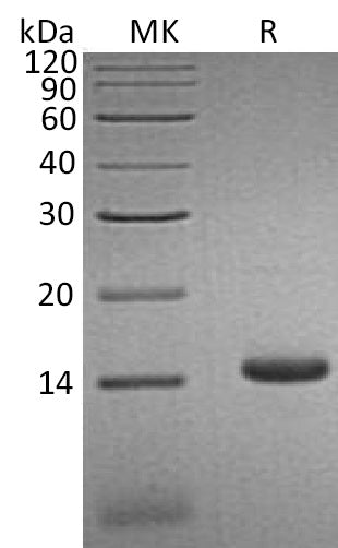 Recombinant Human CCL3L1 (C-6His)