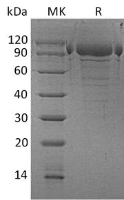 Recombinant Human PDILT (C-6His)