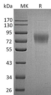 Recombinant Human PLXDC1 (C-6His)