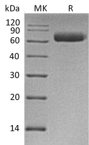 Recombinant Human NgR3 (C-6His)