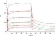 Recombinant Human CD32a (R167, C-6His)