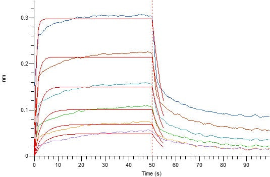 Recombinant Human CD32a (R167, C-6His)