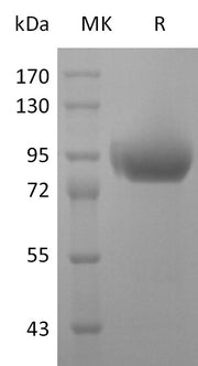 Recombinant Human Siglec-5 (C-6His-Flag-Fc)