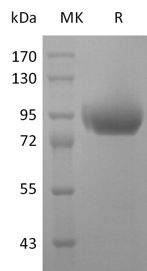 Recombinant Human Siglec-5 (C-6His-Flag-Fc)