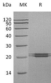 Recombinant Human FAM3C (C-6His)