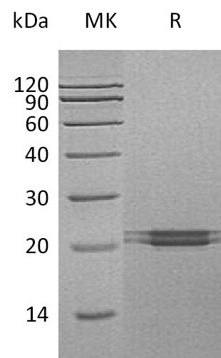 Recombinant Human FAM3C (C-6His)