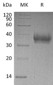 Recombinant Human EPCR (C-6His)