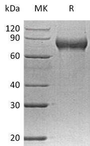 Recombinant Human FLRT2 (C-6His)